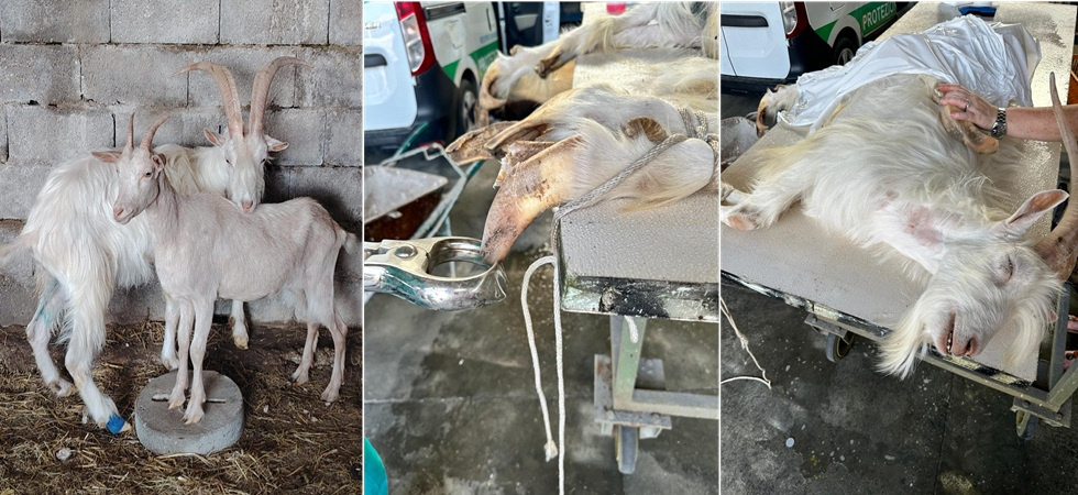 Costretto a camminare sulle ginocchia, sofferente e rinchiuso in un recinto minuscolo