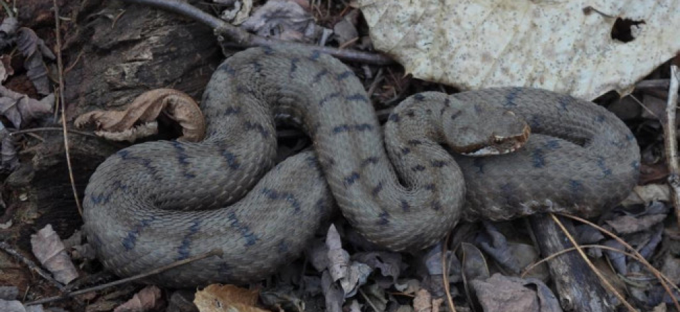 Foto Karol Tabarelli de Fatis - Archivio Muse La vipera si nasconde nello zaino e lo morde al collo: momenti di terrore per un 50enne