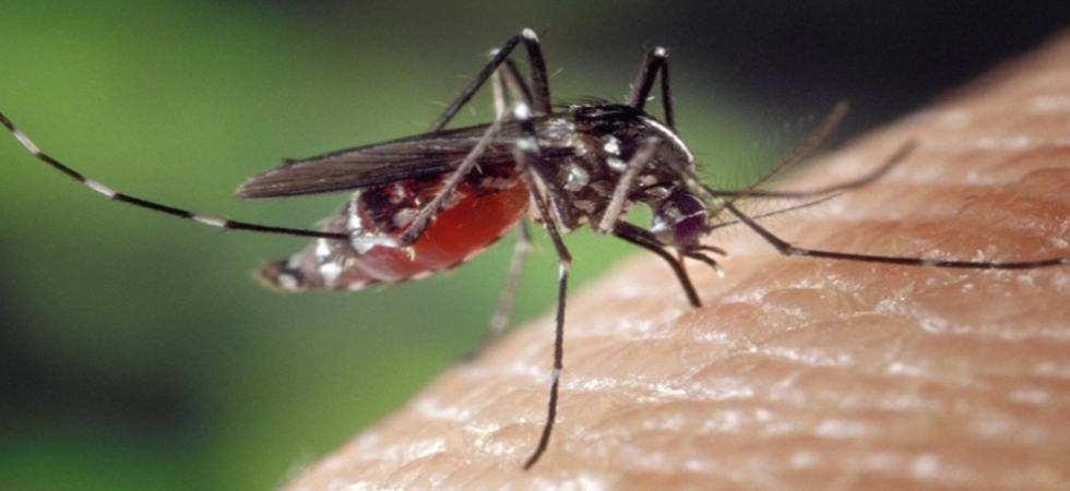 Caso di Dengue in città, scatta la disinfestazione a tappeto nel raggio di duecento metri