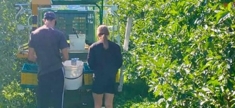 L'aiuto di familiari e amici in agricoltura rischia di diventare lavoro nero?