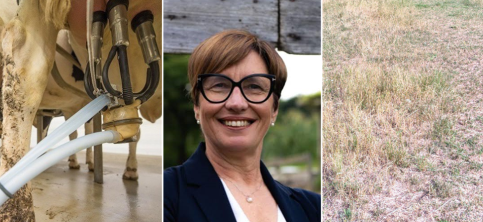 Crisi della zootecnia, Demagri: La Provincia dipinge una situazione diversa dalla realtà: settore in sofferenza