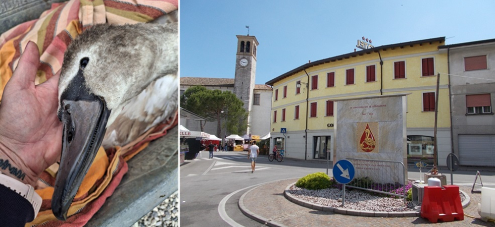 "Il cigno è morto vicino alla strada dopo diverse ore di agonia", la volontaria