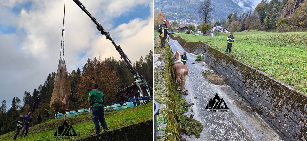 Cavallo scivola sul prato bagnato e finisce in un canale: è stato recuperato con l'autogrù dai vigili del fuoco