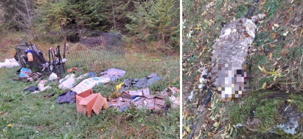 "Pascolo non autorizzato, pecore nei giardini, cani che mordono e carcasse abbandonate"