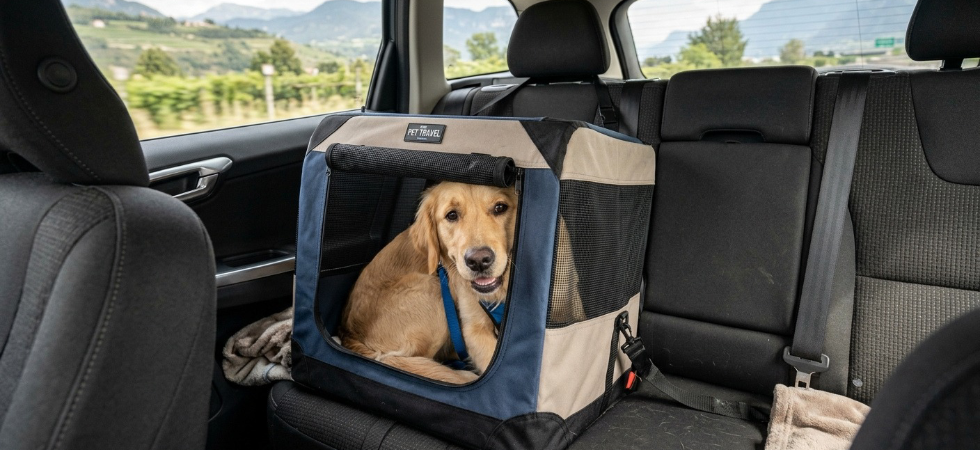 Gabbie, trasportini o cinture di sicurezza apposite: cambiano le regole per cani e gatti in auto con il nuovo Codice della