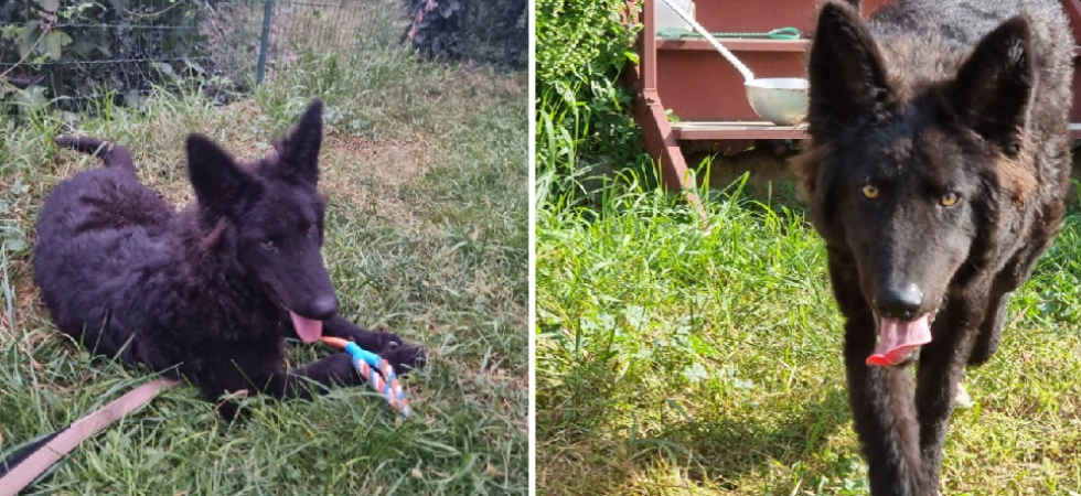 "Viveva legato ad un camper in un parcheggio in periferia", ora il cagnolone Nino cerca un nuovo inizio