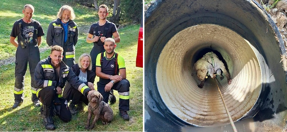 Cagnolino scivola in un tubo di scolo: i vigili del fuoco si calano e lo agganciano, portandolo in salvo