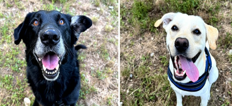 I cagnoloni Rex e Ringo trovano (insieme) una famiglia tutta per loro