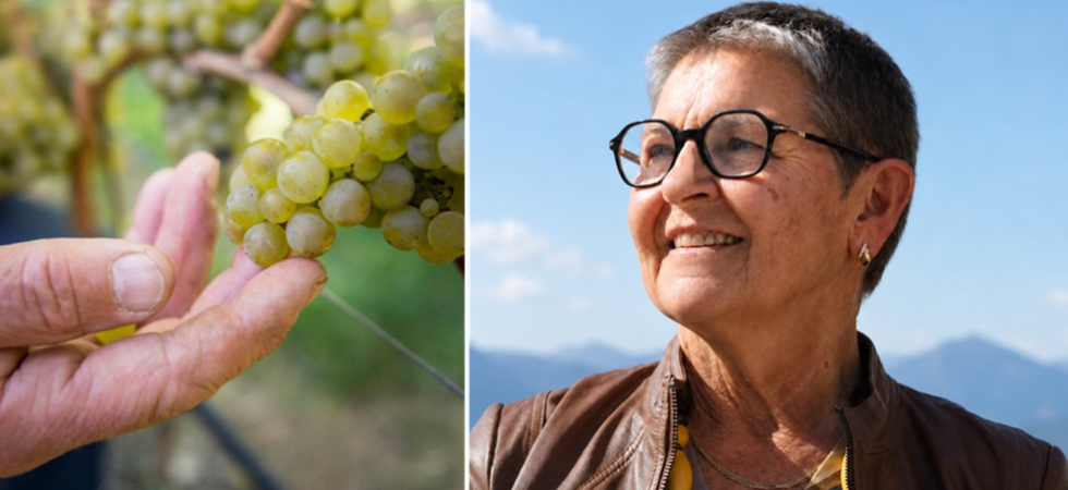 "Produzione in calo ma qualità buona" vendemmia finita, parlano gli agricoltori