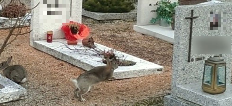 Troppi conigli al cimitero?