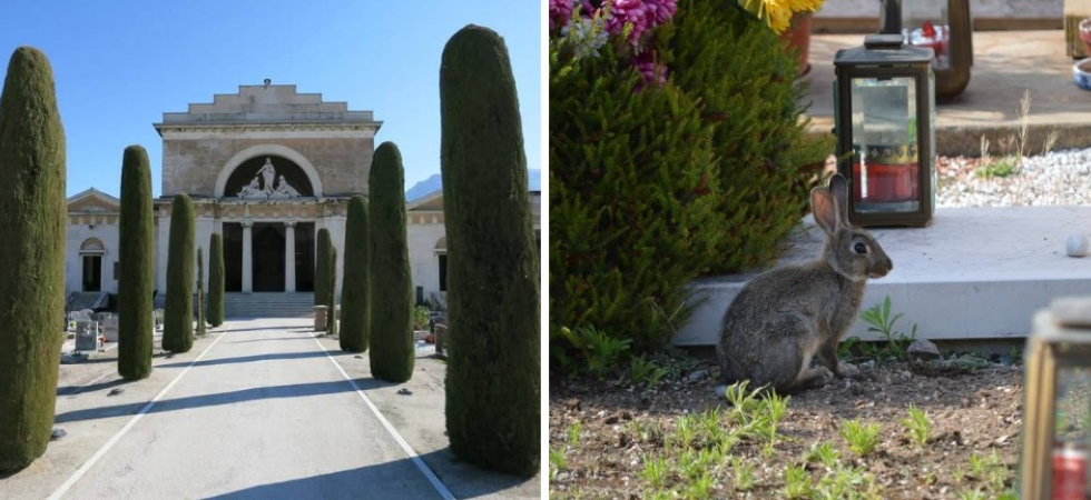 I conigli del cimitero? Finiranno in casa di riposo: al via la cattura e il trasferimento in aree 'protette'
