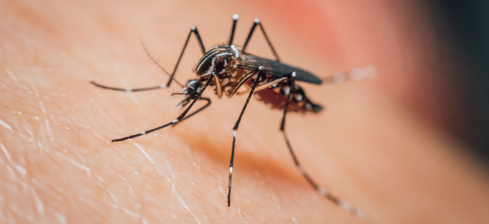 foto Ai Nuovo caso di Dengue in città, disinfestazioni per tre notti di fila e controlli porta a porta