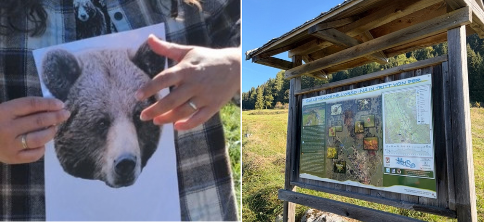 "La paura per l'orso rivela quanto poco lo conosciamo", sull'Alpe Cimbra un sentiero per scoprire i plantigradi tra storia