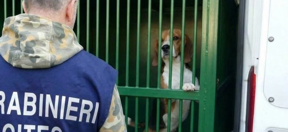 Cani maltrattati e usati fino alla morte come cavie per testare farmaci, denunciati i responsabili di una multinazionale