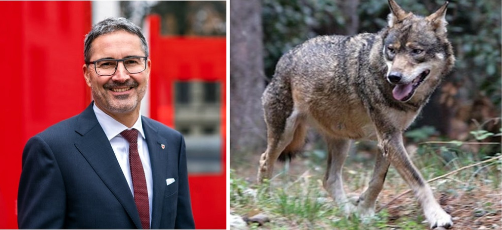Lupi, il Tar di Bolzano blocca il terzo abbattimento: "Difetto di istruttoria e motivazione"