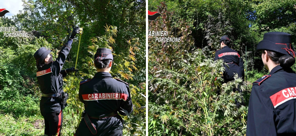 Nascosta tra i rovi in un terreno incolto e all'apparenza abbandonato