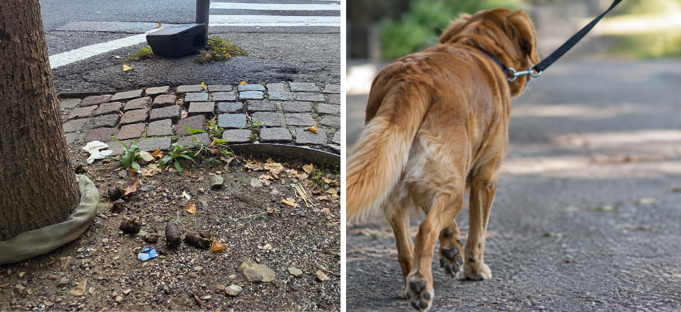 "Cani, ce n'è uno ogni 10 abitanti: in città le deiezioni sono un problema"