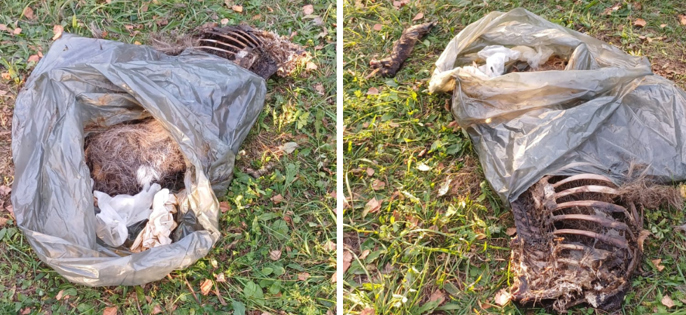 Un sacco con i resti di un camoscio macellato a pochi passi dal sentiero: "L'ho trovato mentre passeggiavo con i miei cani"