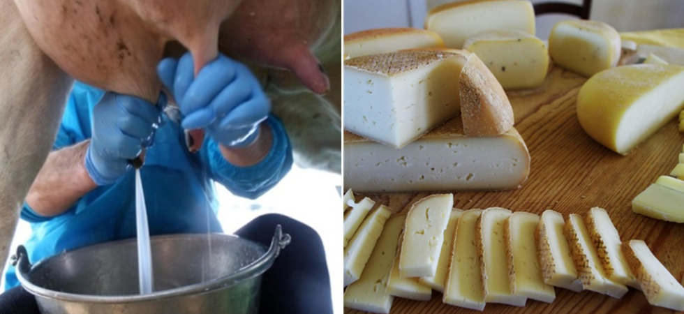 Formaggi a latte crudo, M5s: No a deroghe, grave richiesta di Fratelli d'Italia