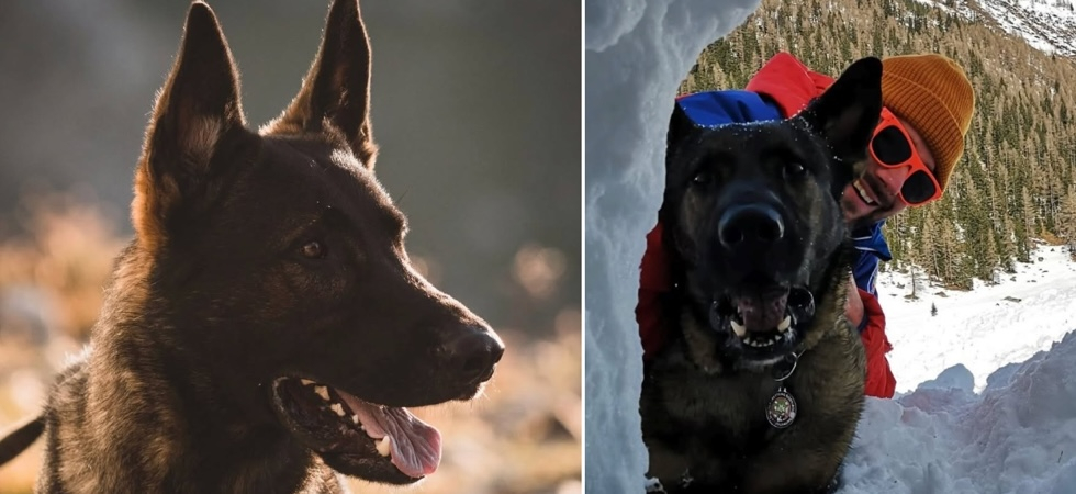 "Eri molto più di un cane da soccorso: grazie per tutte le vite che hai salvato"