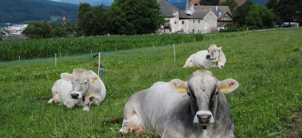 La mucca supera il confine, il collare suona e poi dà una scossa: il test delle recinzioni virtuali in Alto Adige