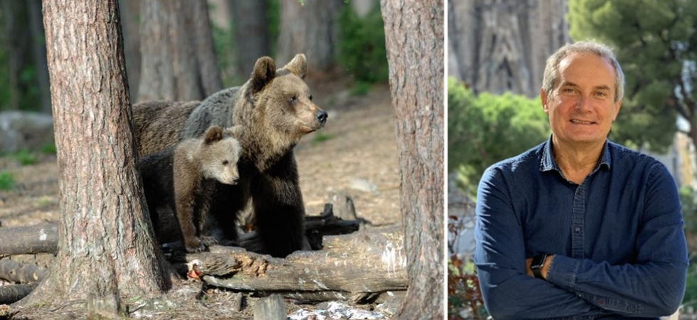 Il Trentino ha nel mirino due orsi ma Ispra ha detto "No", ecco perché
