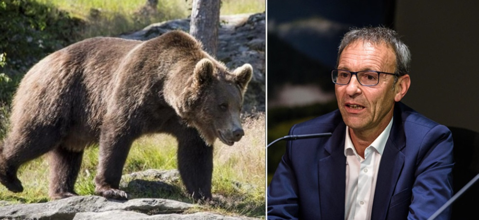 Il Trentino vuole rimuovere due orsi in val di Sole ma "per ora Ispra ha detto no"