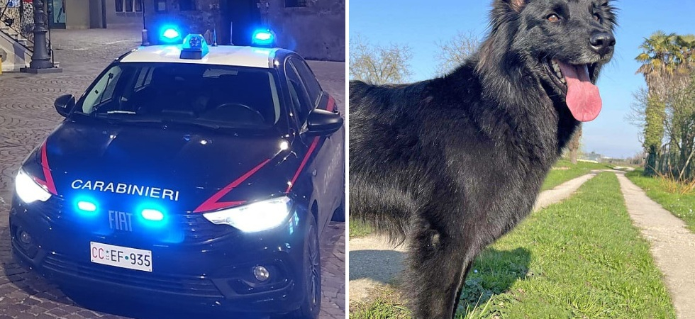 Foto d'archivio Una jeep trascina un cane sull'asfalto