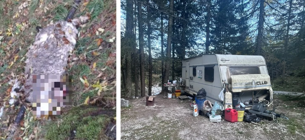 Pecore tra i giardini, cani lasciati liberi di aggredire e una roulotte nel bosco