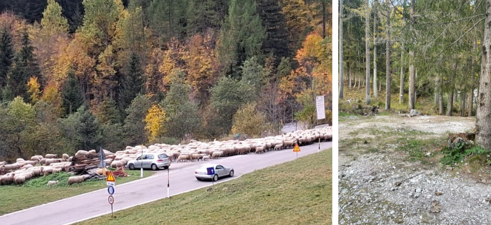 Morsi di cani, pascoli abusivi e scontri con i residenti, cacciato il pastore Luciano: se ne è andato con il suo gregge