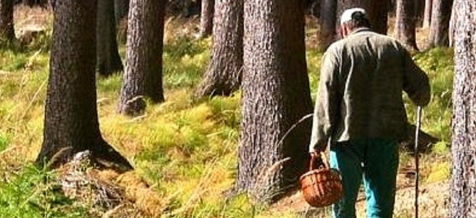 Foto archivio A 85 anni si perde mentre va funghi con l'amico e rimane bloccato per tutta la notte nel bosco, poi il lieto fine