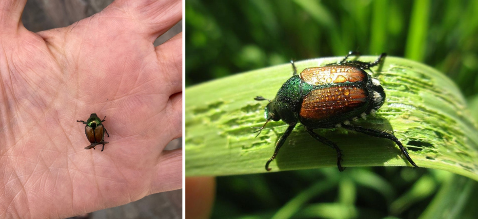 Scarabei giapponesi, rilevata la presenza anche in Trentino