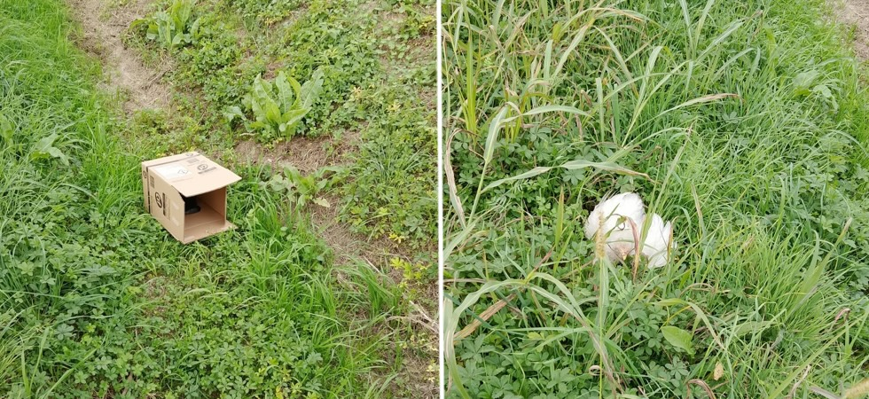 Pensavamo di trovare un gatto in uno scatolone, invece la situazione era ben diversa