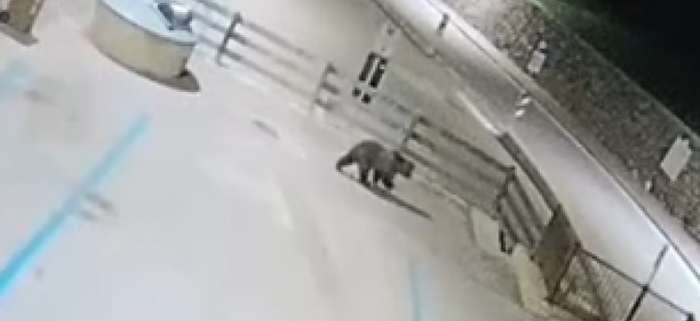 L'orso che attraversa il paese di notte e sparisce alla vista di due persone?