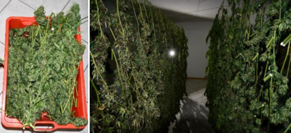 Sentono l'odore in strada e trovano filari di marijuana nell'appartamento vuoto