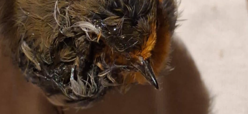Il vischio? Una trappola (potenzialmente) mortale