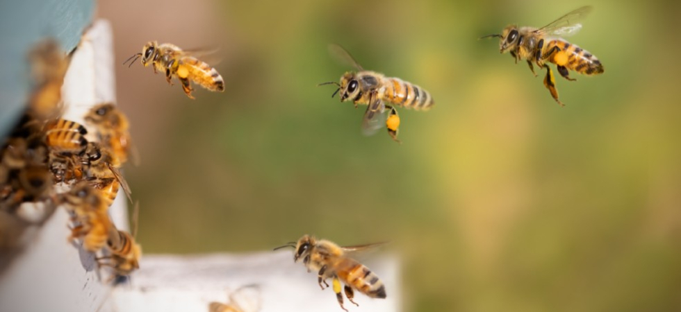 Apicoltori, nuova finestra per richiedere i contributi a sostegno del settore