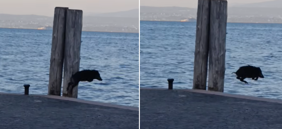 Il tuffo del cinghiale dal pontile sul Garda: prima il salto, poi la “nuotata” tra le onde