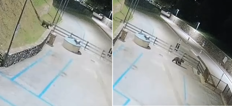 L'orso scende nel parcheggio e poi incrocia due cittadini a piedi