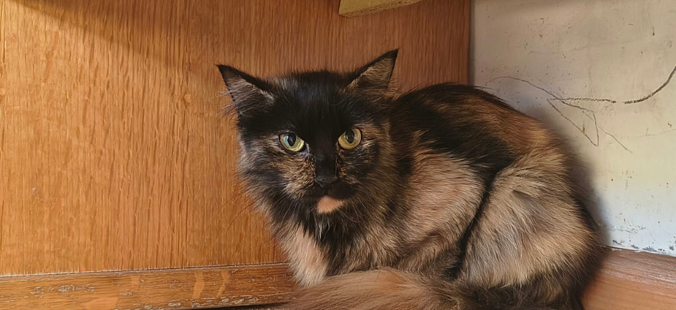 Aveva appena gettato 13 gatti nella discarica (uno morto) e in casa aveva decine di animali (anche 13 cani e 18 galline)