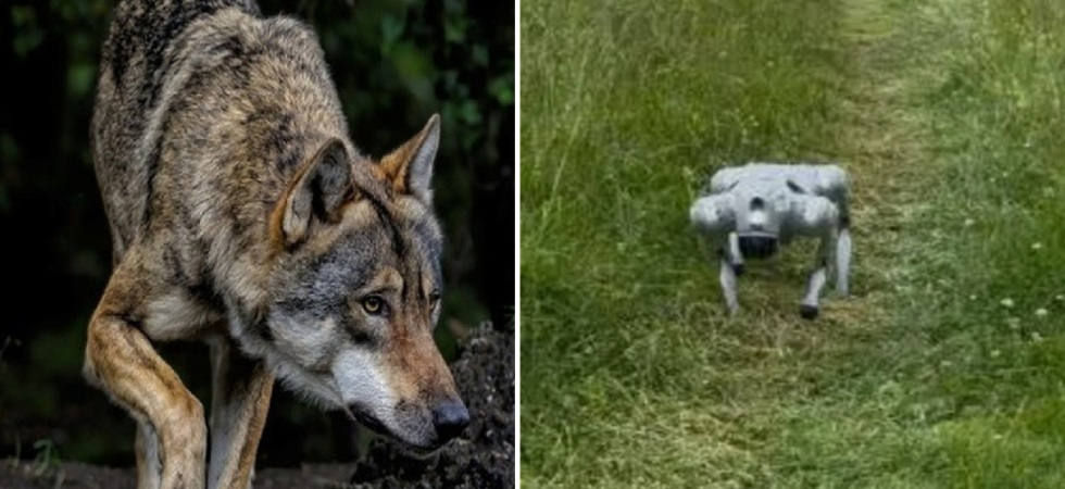 Arriva il cane-robot contro i lupi, l’arma hi-tech allo studio dall’Università: obiettivo proteggere gli animali al pascolo