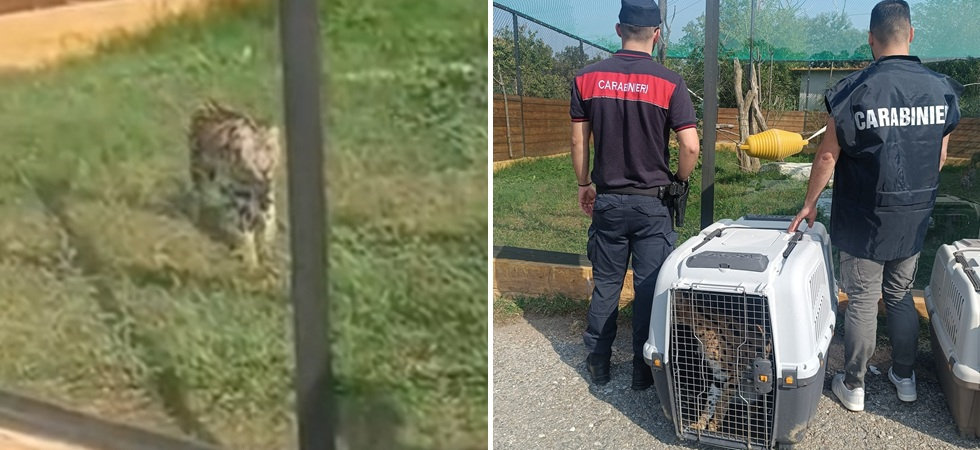 Aveva in casa due serval: i felini selvatici, considerati pericolosi per l'incolumità pubblica