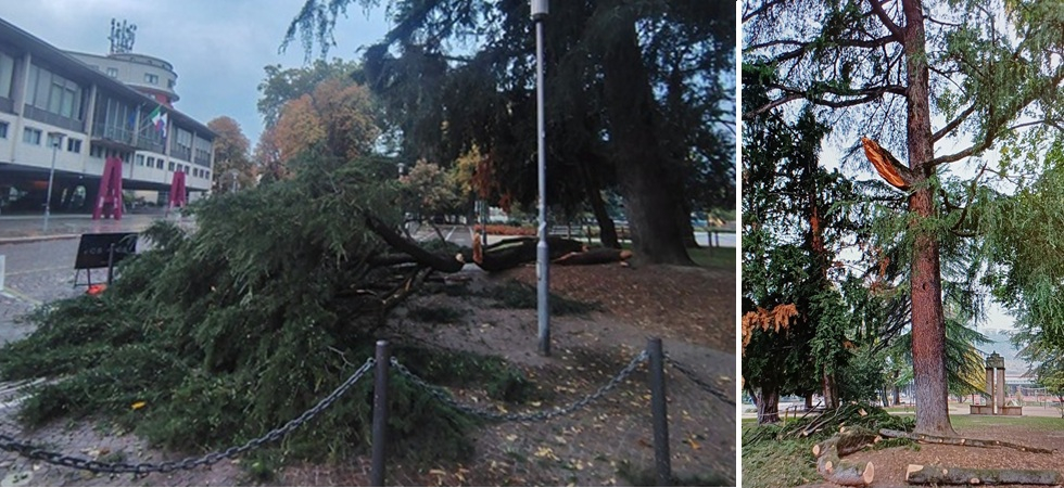 Un grosso ramo si stacca improvvisamente dalla pianta e si schianta al suolo in mezzo alla piazza