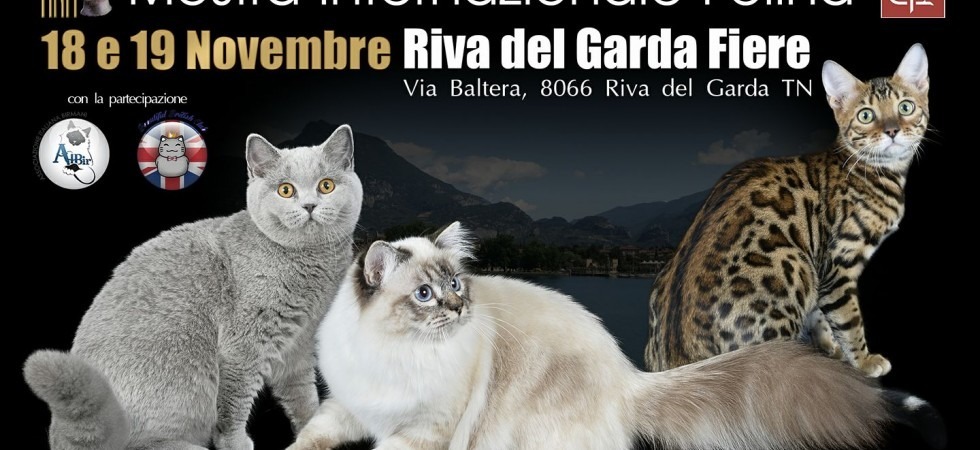 Centinaia di gatti (e qualche furetto) da tutta Europa si danno appuntamento a Riva del Garda: arriva il Golden Pet Show
