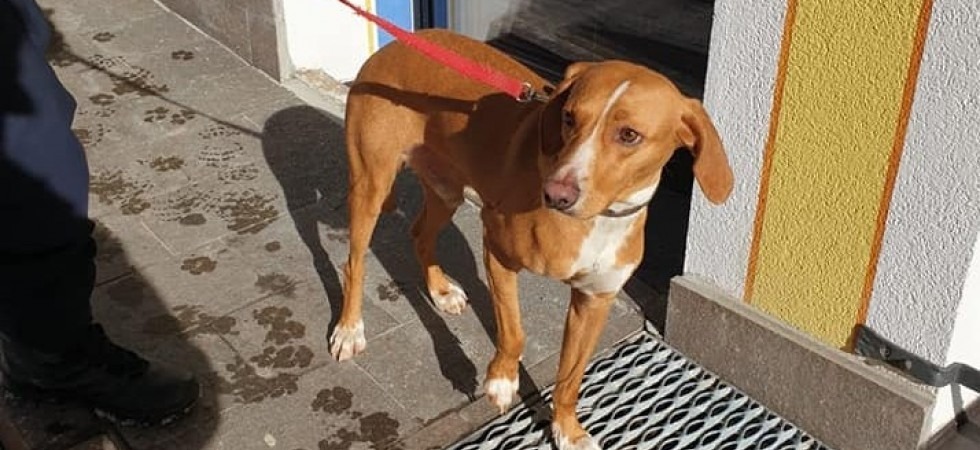 Un cane cerca il suo proprietario, ritrovato e recuperato dalla polizia della Val di Fassa