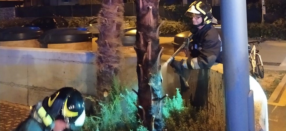 Alcuni ragazzi fanno esplodere dei petardi, prendono fuoco una palma e la campana del residuo
