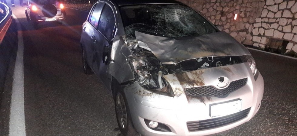 Un cervo sbuca all'improvviso in strada, colpisce e distrugge un'auto