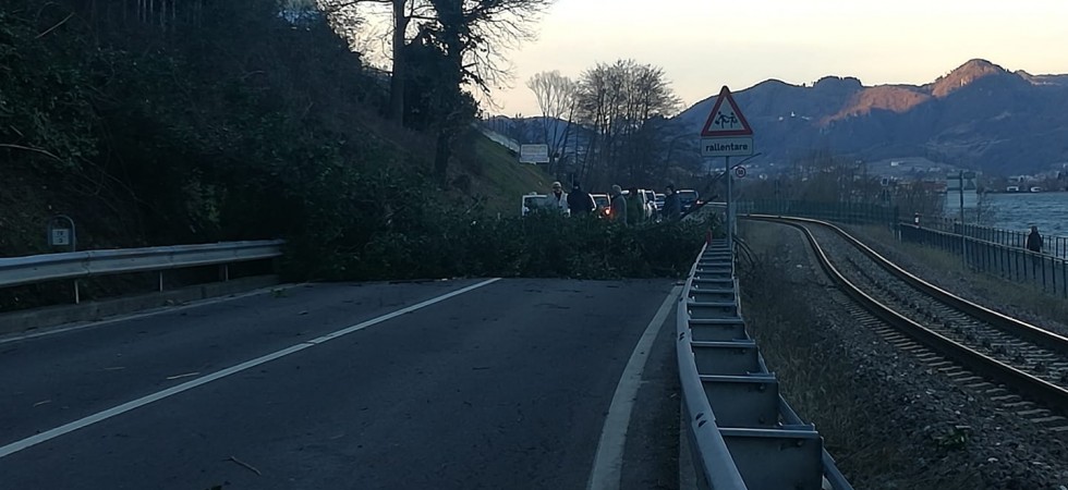 Foto Biasi Facebook Torna il vento e la paure per le piante abbattute