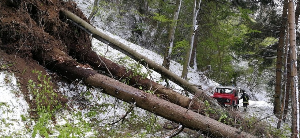 Alberi schiantati, linee elettriche a terra e vigili del fuoco che si spostano in motoslitta