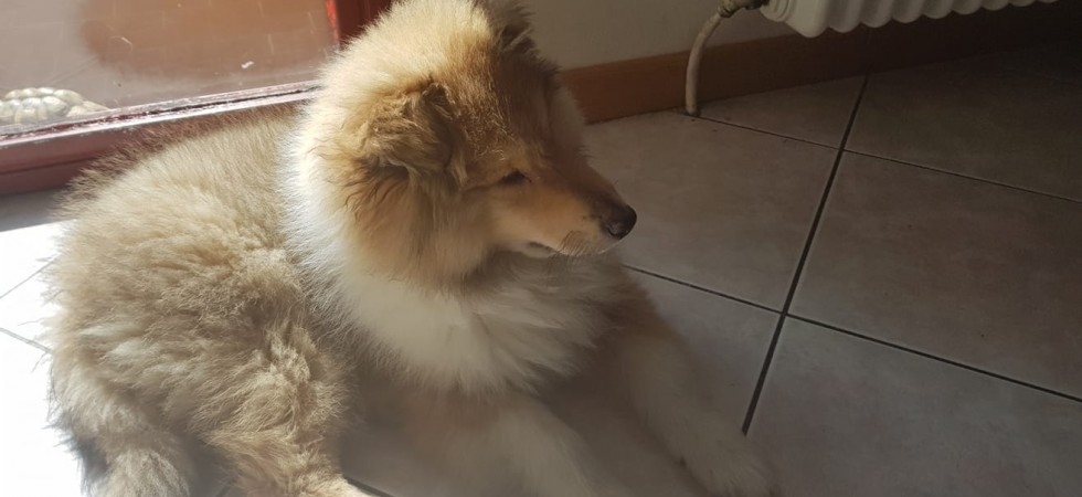 Orrore a Riva, cucciolo di pastore scozzese muore dilaniato da un boccone avvelenato che contiene anche lamette da barba